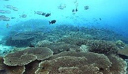 Sipadan_2015_Divers_Vivaneux paguaie_caesios_IMG_2334_rc